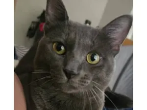 Gato raça SRD-ViraLata idade 1 ano nome Zé