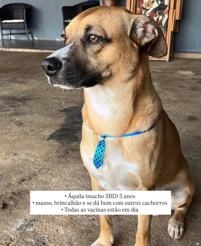 Cachorro raça SRD-ViraLata idade 5 anos nome Áquila