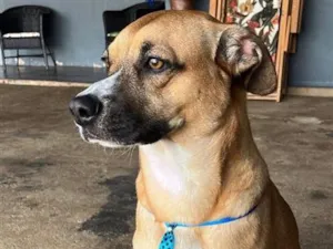Cachorro raça SRD-ViraLata idade 5 anos nome Áquila