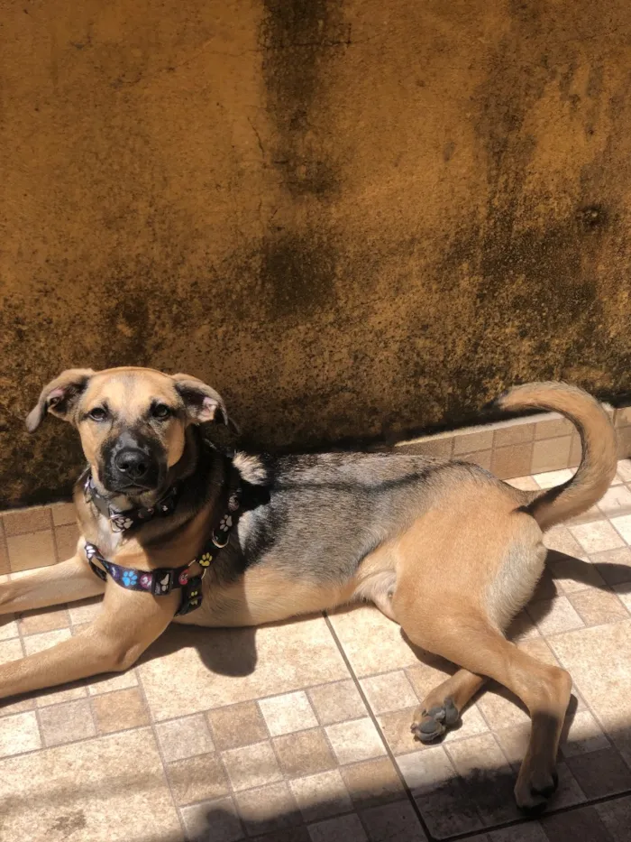 Cachorro raça SRD-ViraLata idade 2 anos nome Cebola 