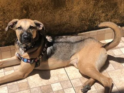 Cachorro raça SRD-ViraLata idade 2 anos nome Cebola 