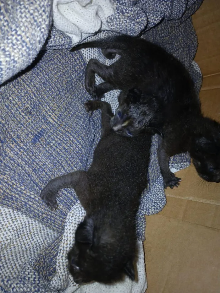 Gato raça SRD-ViraLata idade Abaixo de 2 meses nome não demos nome ainda