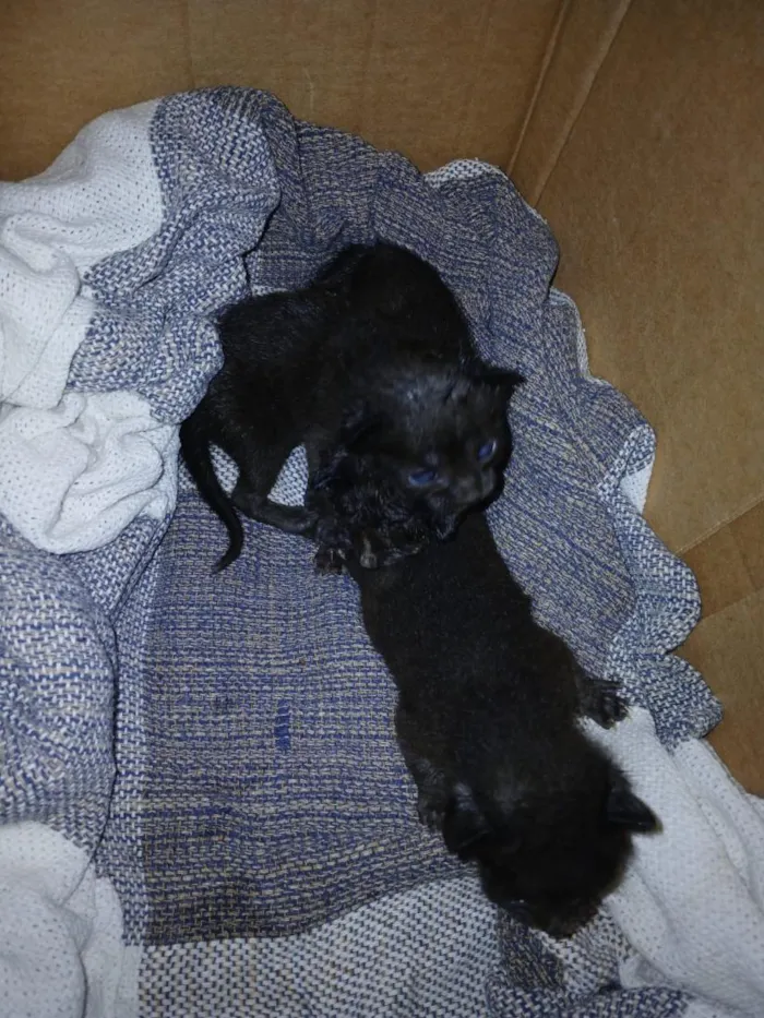 Gato raça SRD-ViraLata idade Abaixo de 2 meses nome não demos nome ainda