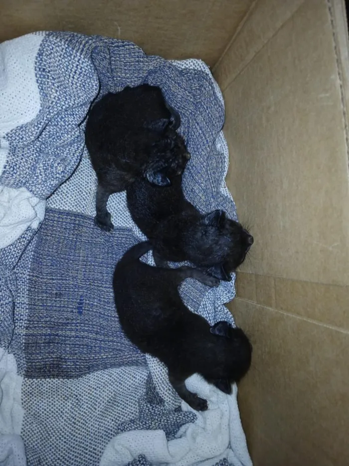 Gato raça SRD-ViraLata idade Abaixo de 2 meses nome não demos nome ainda