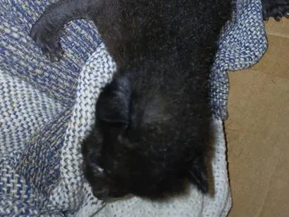 Gato raça SRD-ViraLata idade Abaixo de 2 meses nome não demos nome ainda