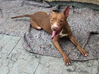 Cachorro raça SRD-ViraLata idade 3 anos nome Apolo