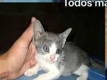 Gato raça SRD-ViraLata idade 2 a 6 meses nome Eles ainda não tem nome, deixo pro novo dono escolher 