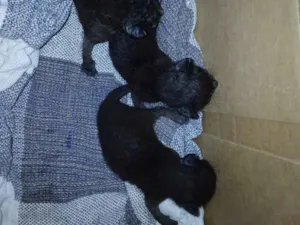 Gato raça SRD-ViraLata idade Abaixo de 2 meses nome não demos nome ainda
