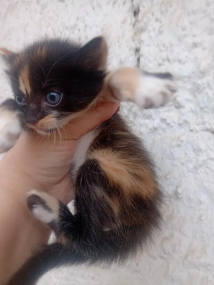 Gato raça SRD-ViraLata idade Abaixo de 2 meses nome Ainda sem nome