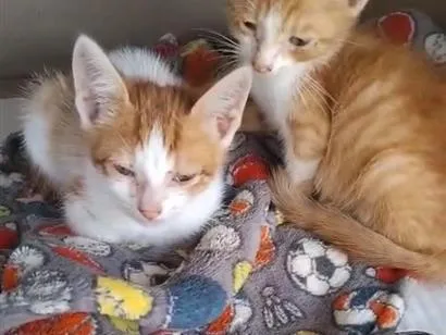 Gato raça SRD-ViraLata idade Abaixo de 2 meses nome Gato