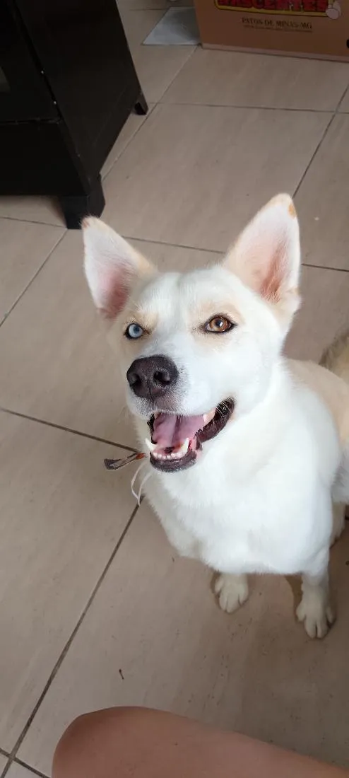 Cachorro raça SRD-ViraLata idade 1 ano nome Scott 