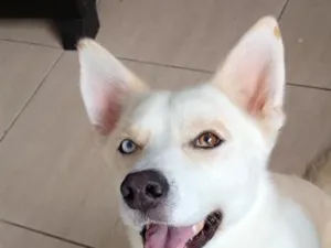 Cachorro raça SRD-ViraLata idade 1 ano nome Scott 