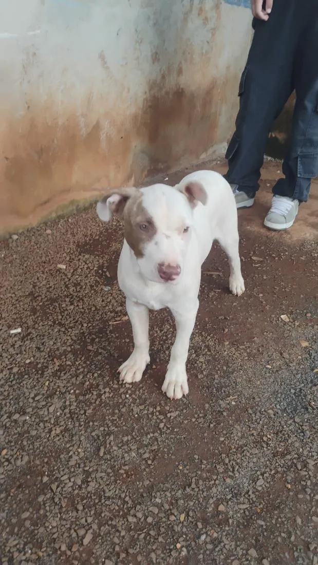 Cachorro raça Pit-Bull idade 2 a 6 meses nome Sem nome!