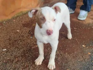 Cachorro raça Pit-Bull idade 2 a 6 meses nome Sem nome!
