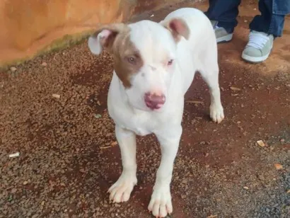 Cachorro raça Pit-Bull idade 2 a 6 meses nome Sem nome!