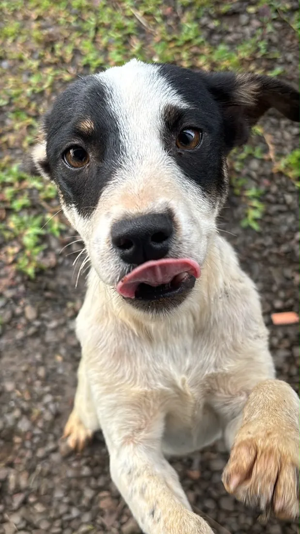 Cachorro raça SRD-ViraLata idade 1 ano nome Mari 