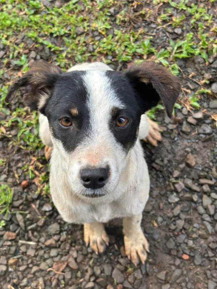 Cachorro raça SRD-ViraLata idade 1 ano nome Mari 