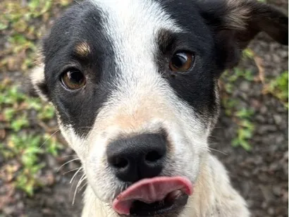 Cachorro raça SRD-ViraLata idade 1 ano nome Mari 
