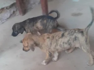 Cachorro raça SRD-ViraLata idade 2 a 6 meses nome Anita e feijão 