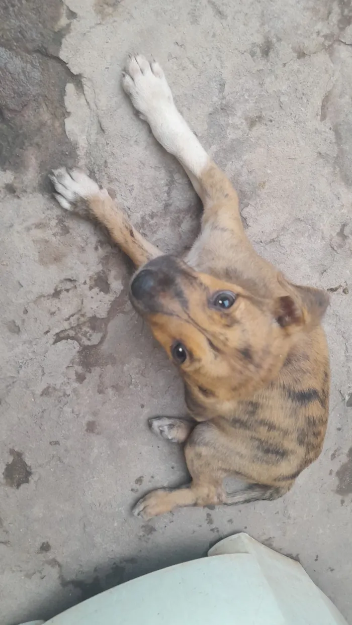 Cachorro raça SRD-ViraLata idade 2 a 6 meses nome Anita e feijão 