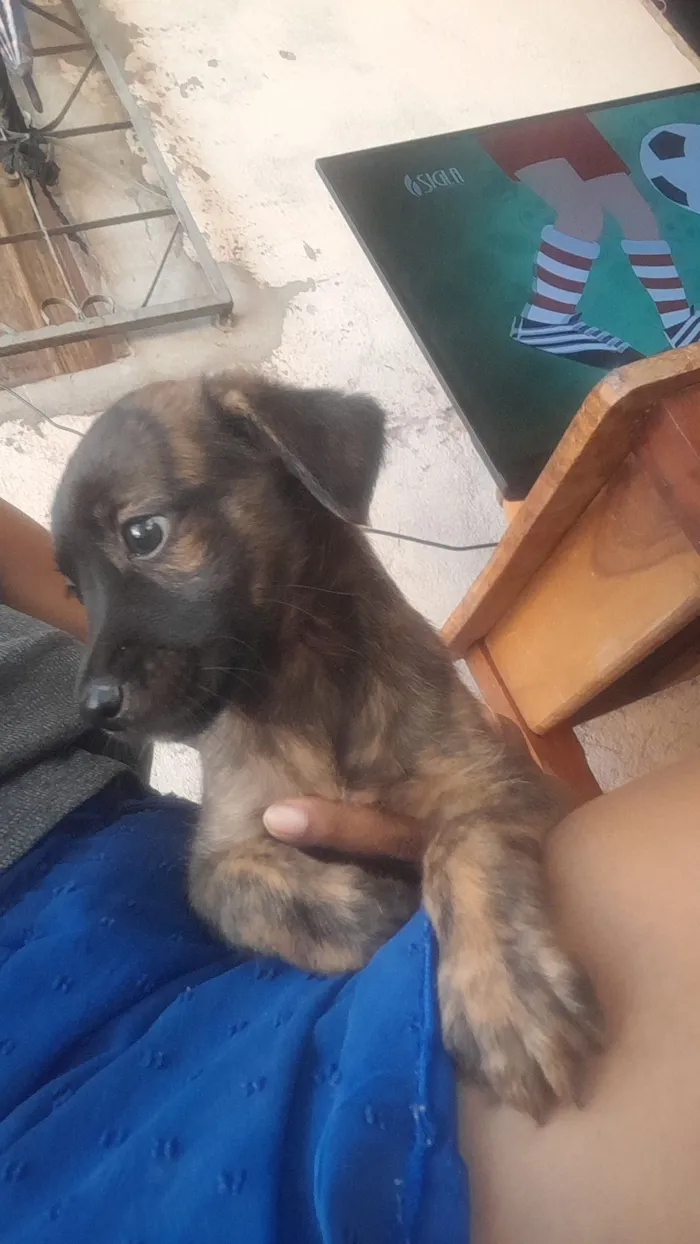 Cachorro raça SRD-ViraLata idade 2 a 6 meses nome Anita e feijão 