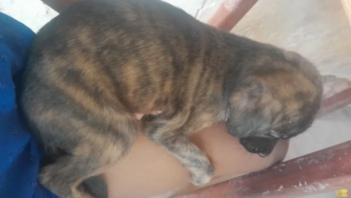 Cachorro raça SRD-ViraLata idade 2 a 6 meses nome Anita e feijão 