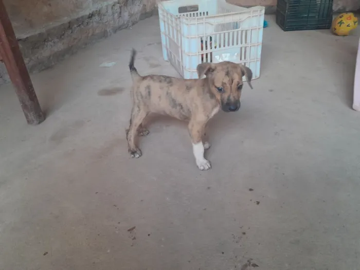 Cachorro raça SRD-ViraLata idade 2 a 6 meses nome Anita e feijão 