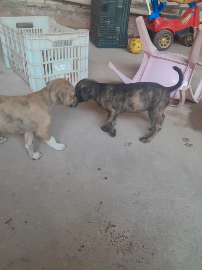 Cachorro raça SRD-ViraLata idade 2 a 6 meses nome Anita e feijão 