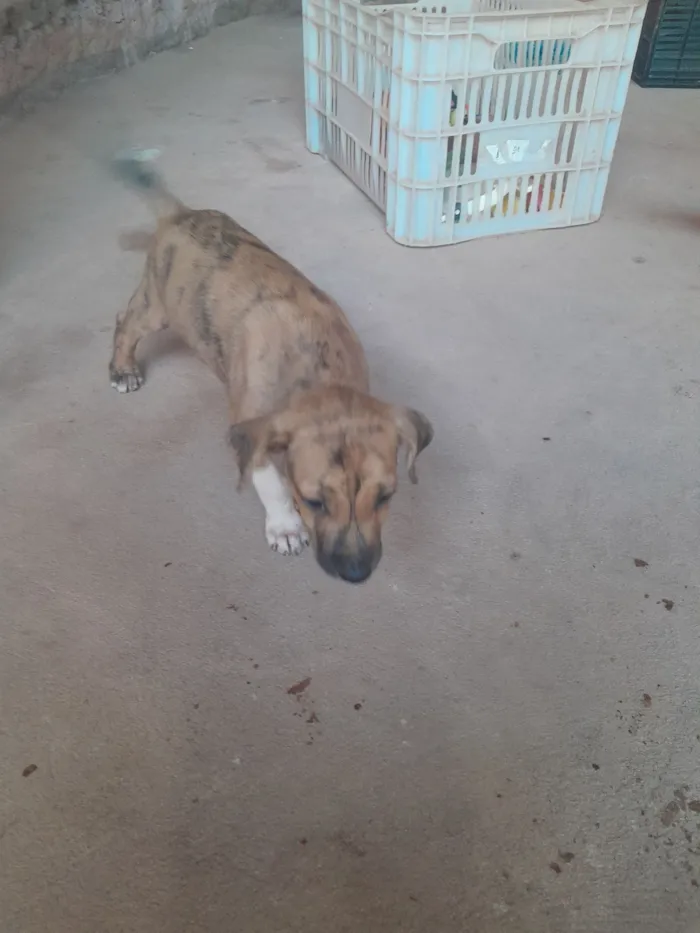 Cachorro raça SRD-ViraLata idade 2 a 6 meses nome Anita e feijão 
