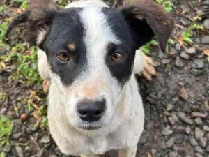 Cachorro raça SRD-ViraLata idade 1 ano nome Mari 