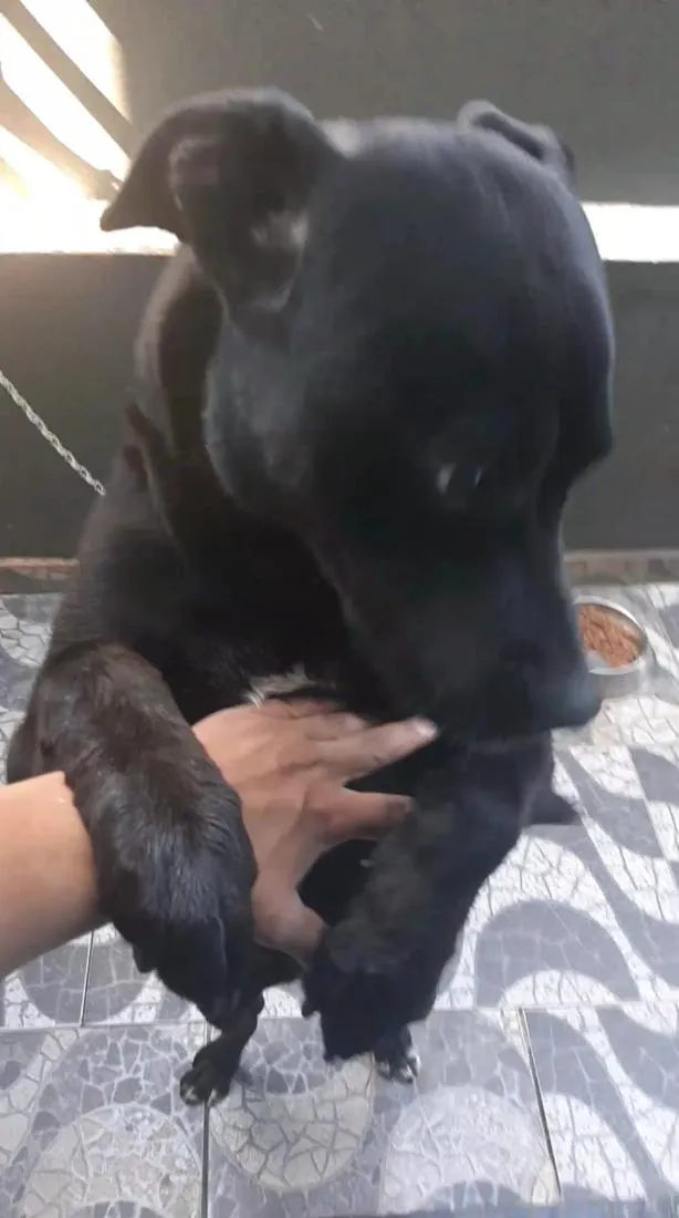 Cachorro raça SRD-ViraLata idade 1 ano nome Thor 
