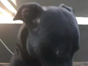 Cachorro raça SRD-ViraLata idade 1 ano nome Thor 