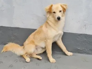 Cachorro raça SRD-ViraLata idade 4 anos nome Bruce