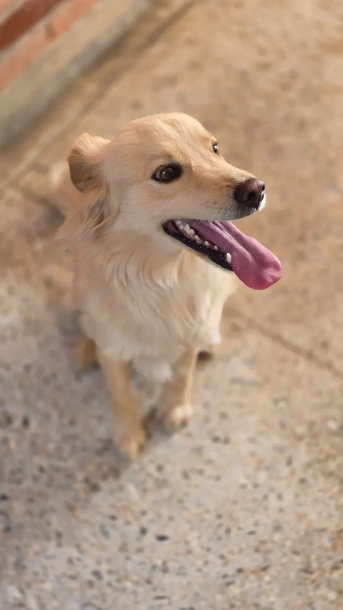 Cachorro raça SRD-ViraLata idade 4 anos nome Bruce