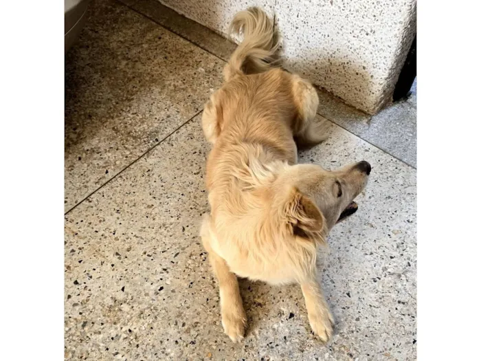 Cachorro raça SRD-ViraLata idade 4 anos nome Bruce