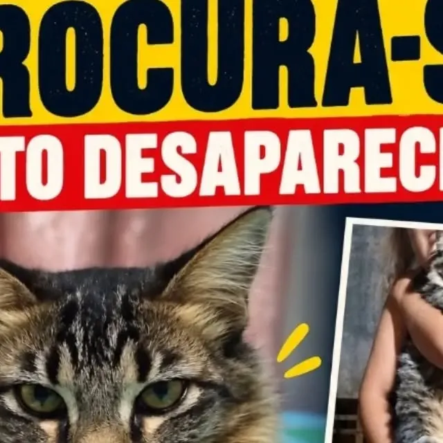 Gato raça SRD-ViraLata idade 1 ano nome lucky
