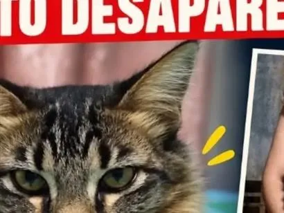 Gato raça SRD-ViraLata idade 1 ano nome lucky