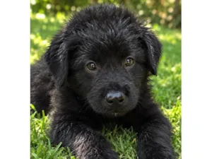 Cachorro raça SRD-ViraLata idade 2 a 6 meses nome Jade