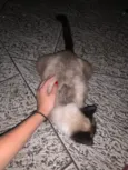 Gatinha Siamês