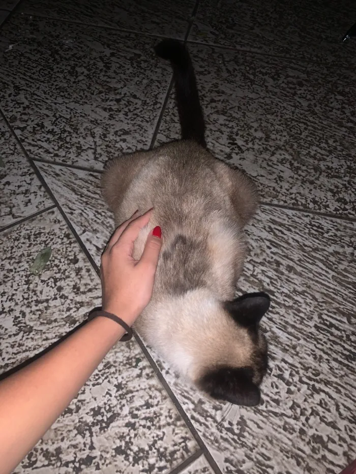 Gato raça Siamês idade 2 anos nome Gatinha Siamês