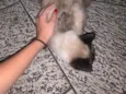 Gatinha Siamês