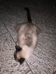 Gatinha Siamês
