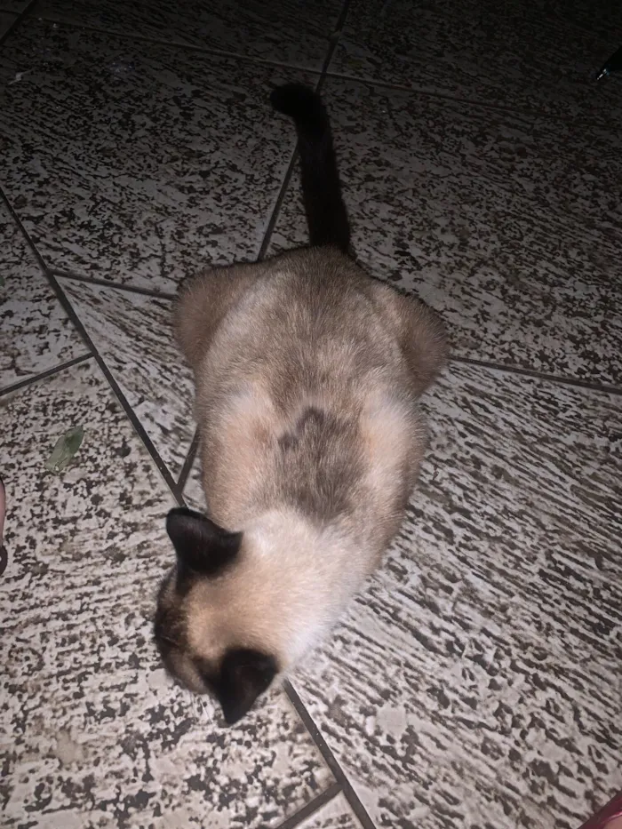 Gato raça Siamês idade 2 anos nome Gatinha Siamês