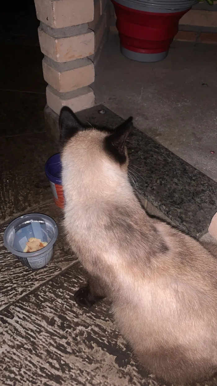 Gato raça Siamês idade 2 anos nome Gatinha Siamês