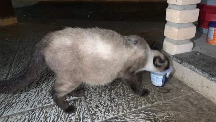 Gato raça Siamês idade 2 anos nome Gatinha Siamês
