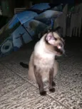 Gatinha Siamês
