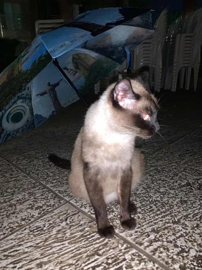 Gato raça Siamês idade 2 anos nome Gatinha Siamês