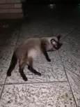 Gatinha Siamês