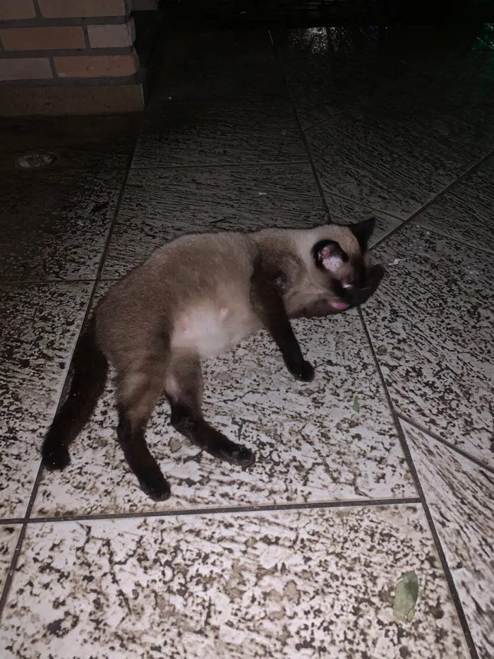 Gato raça Siamês idade 2 anos nome Gatinha Siamês