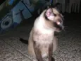 Gatinha Siamês